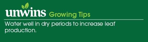 Spinach (Oriental) Mikado F1 Seeds Unwins Growing Tips